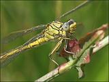 2007-06-05_Plasrombout_-_Drentse Aa